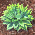 Agave Ovatifolia Succulent Plant Garden Watercolor Painting by Irina Sztukowski Agave Ovatifolia Succulent Plant Garden Watercolor Painting by Irina Sztukowski
