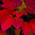 Alaska Fall Leaves by Mary Penny Johnson