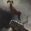Albert_Bierstadt_-_Rocky_Mountain_Sheep_or_Big_Horn,_Ovis,_Montana Painting by Albert Bierstadt Albert_Bierstadt_-_Rocky_Mountain_Sheep_or_Big_Horn,_Ovis,_Montana Painting by Albert Bierstadt
