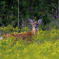 Alert Fawn Photograph by Cathy Kovarik Alert Fawn Photograph by Cathy Kovarik
