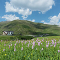Alpine Meadows, Trepalle, Alps, Italy Photograph by Robert Thompson / Naturepl.com