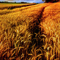 Amber Waves Of Grain Painting by Debra and Dave Vanderlaan Amber Waves Of Grain Painting by Debra and Dave Vanderlaan