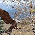 American Eagle in Autumn by Colleen Cornelius American Eagle in Autumn by Colleen Cornelius