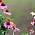 American Goldfinch on the Coneflowers Photograph by Trina Ansel American Goldfinch on the Coneflowers Photograph by Trina Ansel