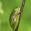 American Green Tree Frog DAR034 Photograph by Gerry Gantt American Green Tree Frog DAR034 Photograph by Gerry Gantt