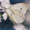 Angelic Photograph by Michelle Wermuth Angelic Photograph by Michelle Wermuth