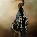 Anhinga Photograph by Randall Allen Anhinga Photograph by Randall Allen