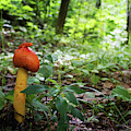 Another Green World Photograph by Jerry LoFaro Another Green World Photograph by Jerry LoFaro