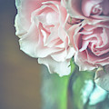 Antique Roses Photograph by Michelle Wermuth Antique Roses Photograph by Michelle Wermuth