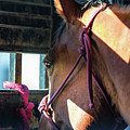 Anxiously Waiting by Todd Klassy Anxiously Waiting by Todd Klassy