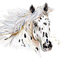 Appaloosa Painting by Patricia Pinto Appaloosa Painting by Patricia Pinto