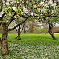 Apple Orchard Photograph by Minnie Gallman Apple Orchard Photograph by Minnie Gallman
