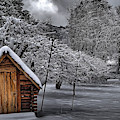 Apple Trees in the Snow Photograph by Alex Morales Apple Trees in the Snow Photograph by Alex Morales