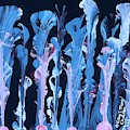Aquatic Flowers 2 by Kathy Marrs Chandler Aquatic Flowers 2 by Kathy Marrs Chandler