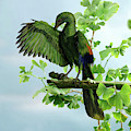 Archaeopteryx preening by Warren Photographic