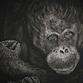 Are You Looking At Me by Bob Williams