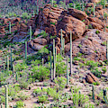 Arizona Desert Saguaro Forest Photograph by James BO Insogna Arizona Desert Saguaro Forest Photograph by James BO Insogna