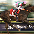 Arrogate Wins, Saturday, 2017, $12 Million Pegasus World Cup Invitational At Gulfstream Park, Miami by Thomas Pollart Arrogate Wins, Saturday, 2017, $12 Million Pegasus World Cup Invitational At Gulfstream Park, Miami by Thomas Pollart