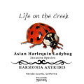 Asian Harlequin Ladybug Digital Art by Lisa Redfern Asian Harlequin Ladybug Digital Art by Lisa Redfern