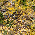 Aspen Carpet Photograph by Karen Stansberry Aspen Carpet Photograph by Karen Stansberry