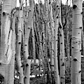 Aspen Trees Photograph by Dmdcreative Photography Aspen Trees Photograph by Dmdcreative Photography