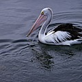 Australian Pelican Photograph by Martin Smith Australian Pelican Photograph by Martin Smith