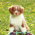 Australian Shepherd, Puppy, Red-tri, 9 Weeks, Sitting With by Petra Wegner / Naturepl.com