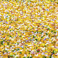Autumn Abstract Photograph by David Letts Autumn Abstract Photograph by David Letts