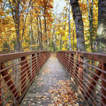 Autumn at Frog Bay Photograph by Susan Rissi Tregoning Autumn at Frog Bay Photograph by Susan Rissi Tregoning
