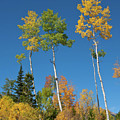 Autumn Balloons of Color Photograph by Cascade Colors Autumn Balloons of Color Photograph by Cascade Colors