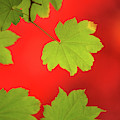 Autumn Photograph by Bob Cournoyer Autumn Photograph by Bob Cournoyer
