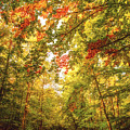 Autumn Colorful Path Photograph by Philippe Sainte-Laudy Autumn Colorful Path Photograph by Philippe Sainte-Laudy