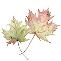 Autumn leaves Painting by Luisa Millicent Autumn leaves Painting by Luisa Millicent