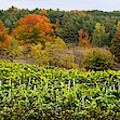 Autumn Vineyard Photograph by Owen Weber