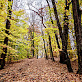 Autumn Woods Photograph by Louis Dallara Autumn Woods Photograph by Louis Dallara
