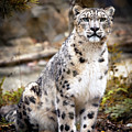AutumnalLeopard Photograph by Chris Boulton AutumnalLeopard Photograph by Chris Boulton