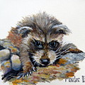 Baby Raccoon Painting by Marilyn McNish Baby Raccoon Painting by Marilyn McNish