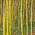 Bamboo Photograph by Allen Nice-Webb Bamboo Photograph by Allen Nice-Webb