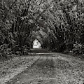 Bamboo Cathedral I by Trinidad Dreamscape Bamboo Cathedral I by Trinidad Dreamscape