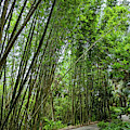 Bamboo Walk Photograph by Portia Olaughlin Bamboo Walk Photograph by Portia Olaughlin
