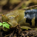 Banana slug at lunch Photograph by Julieta Belmont Banana slug at lunch Photograph by Julieta Belmont