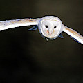 Barn Owl in flight Photograph by Grant Glendinning Barn Owl in flight Photograph by Grant Glendinning