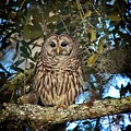 Barred Owl 1 by Steve DaPonte Barred Owl 1 by Steve DaPonte