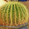 Barrel Cactus Royal Palms Phoenix by Edward Fielding Barrel Cactus Royal Palms Phoenix by Edward Fielding
