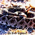 Be Ever Vigilant 2 Photograph by Judy Kennedy Be Ever Vigilant 2 Photograph by Judy Kennedy