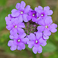 Beach Verbena #2 by Paul Rebmann