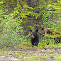 Bear Cubs Photograph by Jonathan Nguyen Bear Cubs Photograph by Jonathan Nguyen