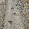 Bear Tracks Photograph by Debra Baldwin Bear Tracks Photograph by Debra Baldwin