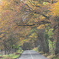 Beautiful Drive . by Joyce Woodhouse Beautiful Drive . by Joyce Woodhouse