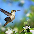Beautiful Hummingbird In Flight Photograph by Christina Rollo Beautiful Hummingbird In Flight Photograph by Christina Rollo